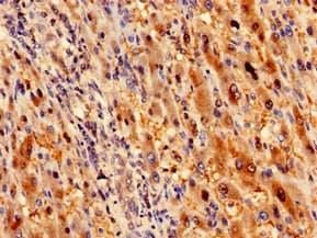 RBKS / Ribokinase Antibody