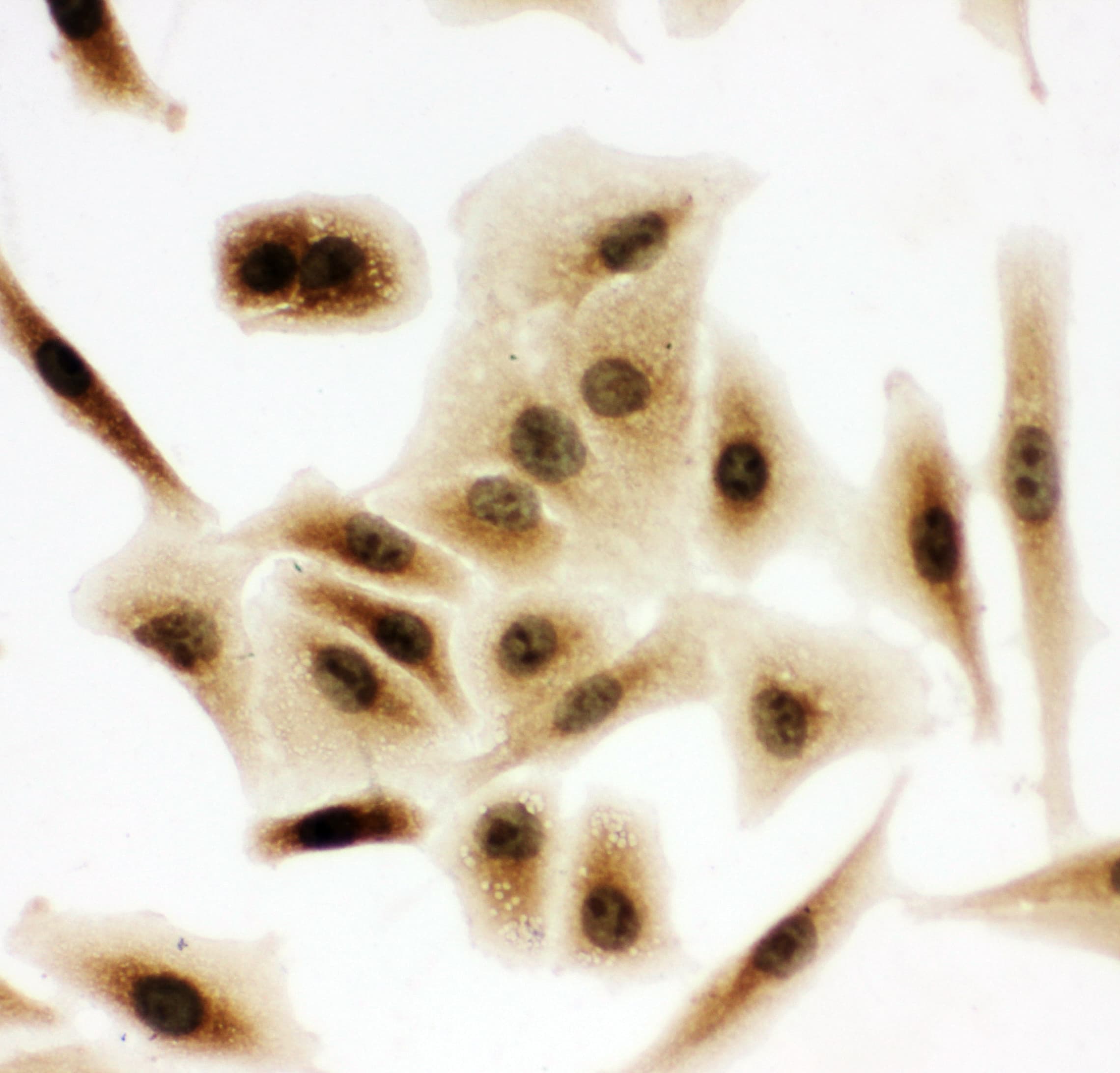 BUB3 Antibody (aa76-90)
