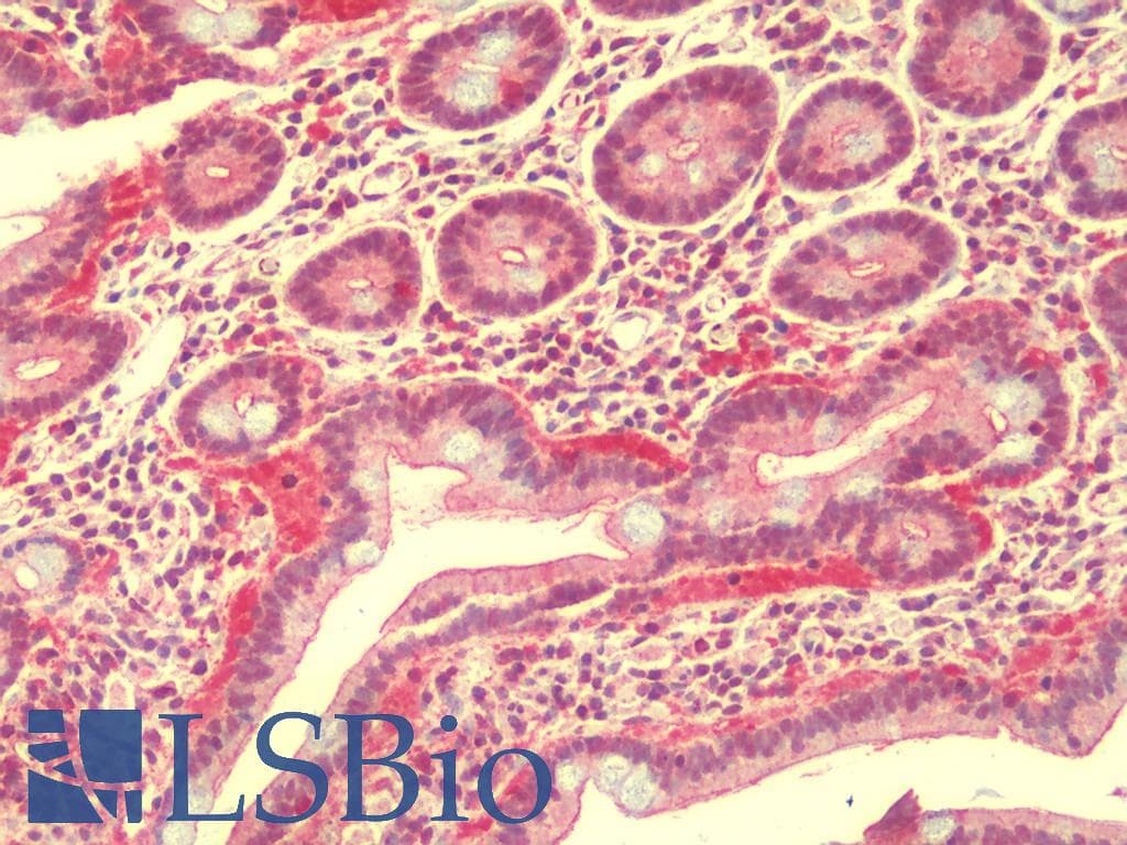 IHC-plus™ LRRTM3 Antibody