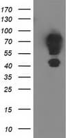 MGRN1 Antibody (clone OTI1A8)