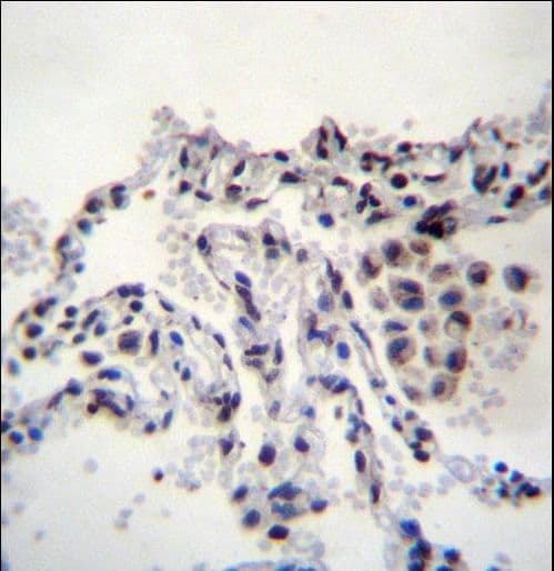 MEIG1 Antibody (aa36-65)