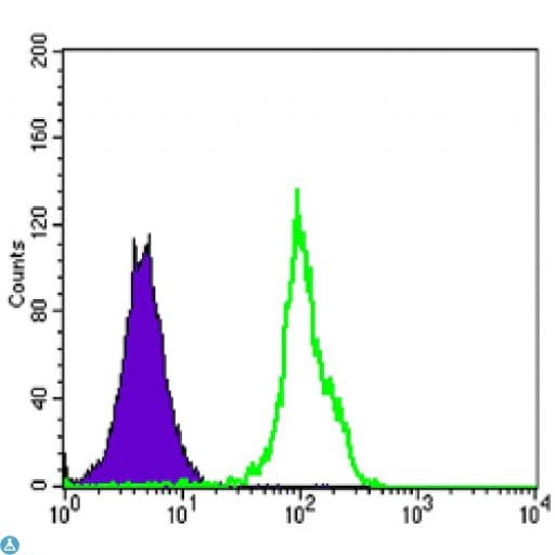 BLK Antibody