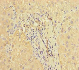 F2R / Thrombin Receptor / PAR1 Antibody