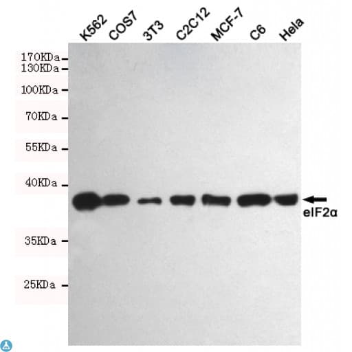 EIF2A / EIF2 Alpha Antibody