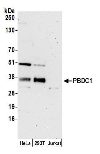 CXorf26 Antibody (aa183-233)