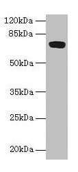 KIAA1467 Antibody