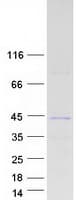 Human ING1 Protein (Recombinant Myc-DDK (Flag))