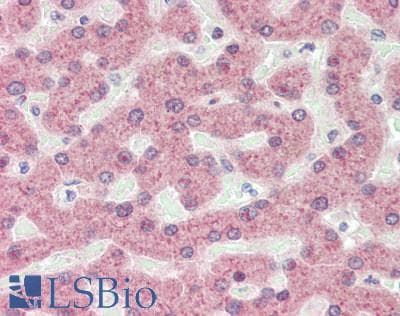 IHC-plus™ APOL1 / Apolipoprotein L Antibody
