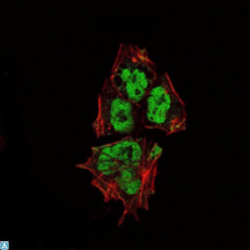 SOX2 Antibody