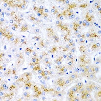 WNT2 / IRP Antibody