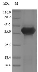 Dog ANXA13 / Annexin XIII Protein (Recombinant 6His, N-terminus)