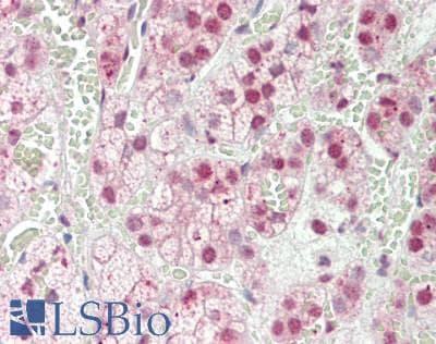 IHC-plus™ RNF2 / RING2 / RING1B Antibody (aa150-200)