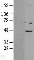 DACT3 Protein (Over-Expression Lysate Myc-DDK (Flag))