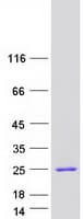 Human HMGIY / HMGA1 Protein (Recombinant Myc-DDK (Flag))