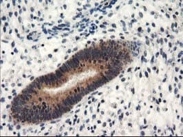 NAPE-PLD Antibody (clone OTI5F7)