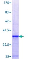 Human DFNA5 Protein (Recombinant GST, N-terminus)