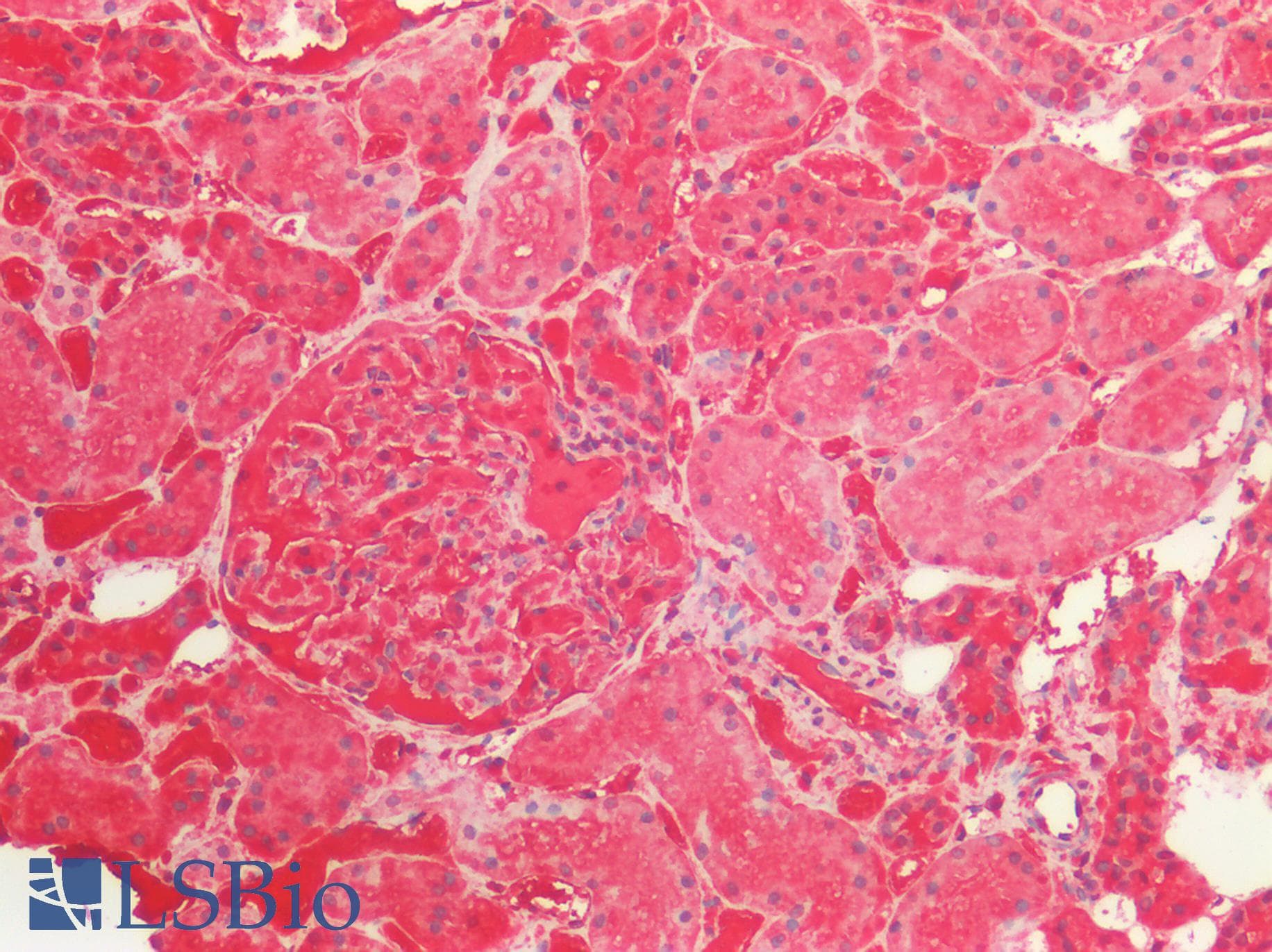 IHC-plus™ SEP15 Antibody