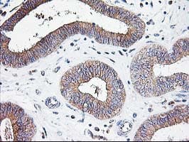 ATG3 Antibody (clone OTI4F6)