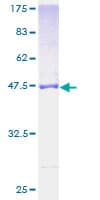 Human MRPL21 Protein (Recombinant GST)
