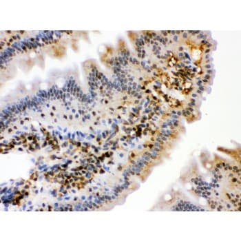 HSPA2 Antibody (aa564-598)