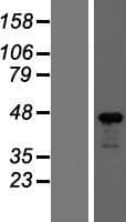 ACTB / Beta Actin Protein (Over-Expression Lysate Myc-DDK (Flag))