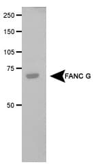 FANCG Antibody (aa550-622)