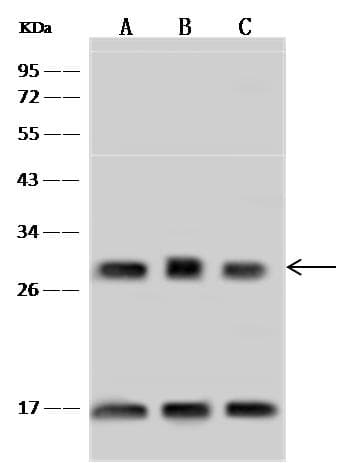ASB9 Antibody