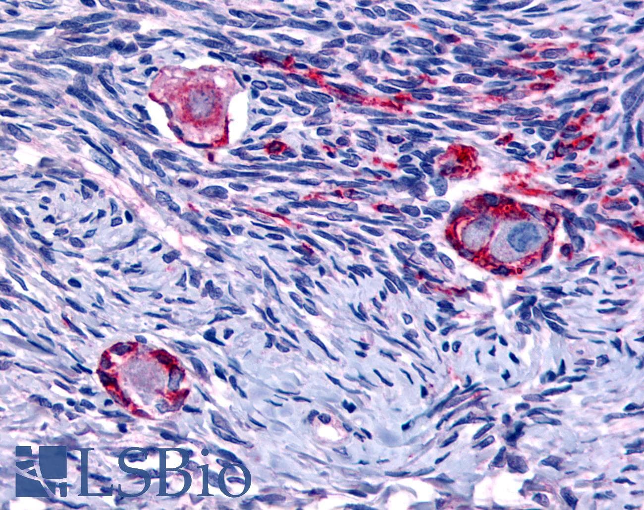 IHC-plus™ NR4A1 / NUR77 Antibody (N-Terminus)