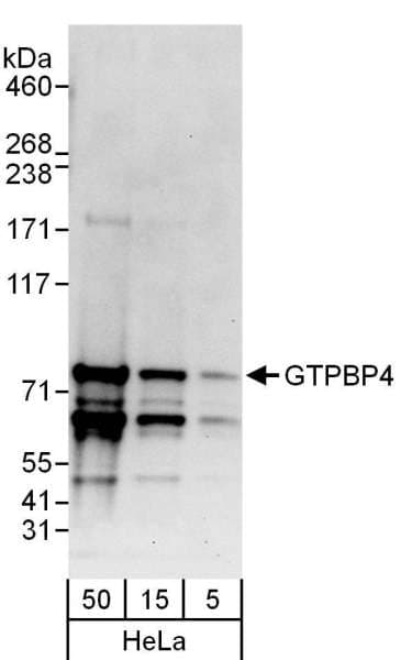 GTPBP4 Antibody (aa200-250)