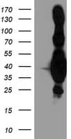 HMOX2 / Heme Oxygenase 2 Antibody (clone OTI1H10, Carrier-free)