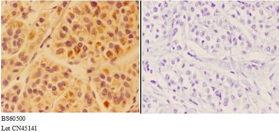 APOC4 / Apolipoprotein CIV Antibody