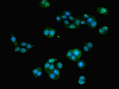 HOXA9 Antibody (aa1-190)