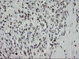 TLE1 / TLE 1 Antibody (clone OTI1D6)