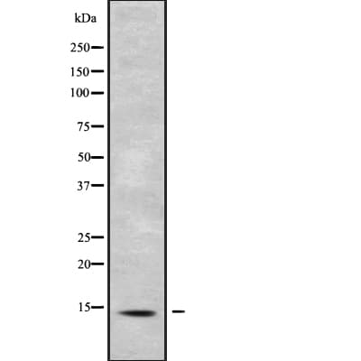 SH3BGRL Antibody