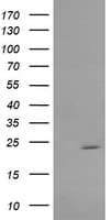 RAB30 Antibody (clone OTI3B1)