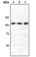 Polyclonal Rabbit anti-Human SEMA4C / Semaphorin 4C Antibody (WB)