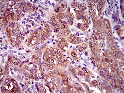 NCLN Antibody (aa249-405, clone 1C8B6)