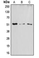ATF2 Antibody (N-Terminus)