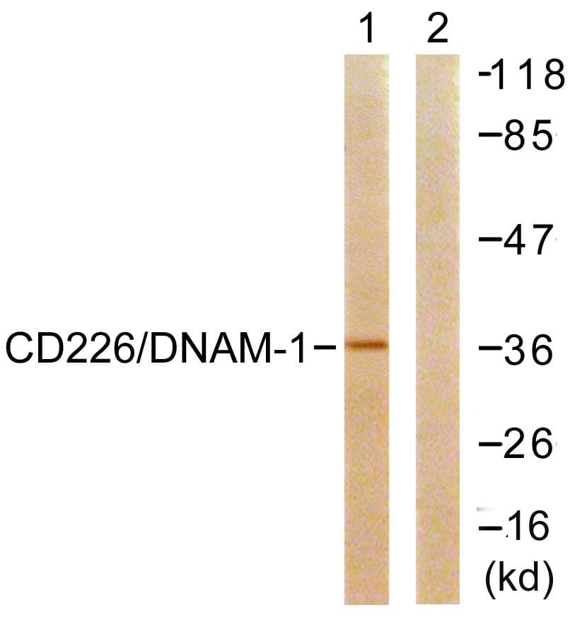 DNAM-1 / CD226 Antibody (p329)