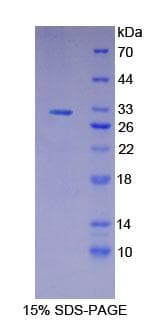 Human GSAP / PION Protein (Recombinant His-T7)