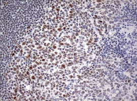 CD5 Antibody (clone OTI10F4)