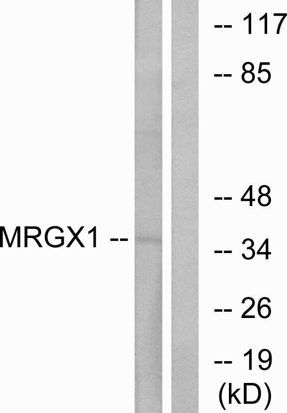 Polyclonal Rabbit anti-Human MRGX1 / MRGPRX1 Antibody (aa271-320, IF, WB)