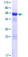 Human CPEB4 Protein (Recombinant GST)