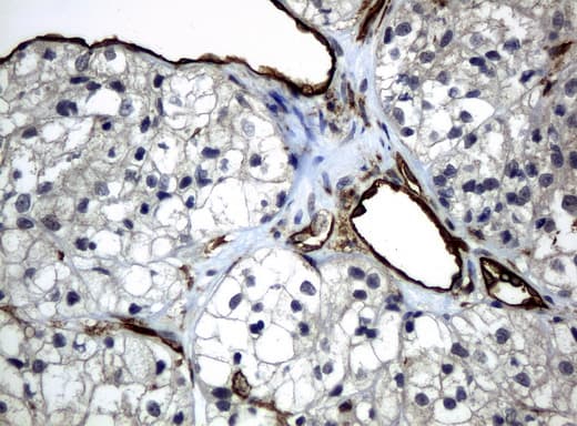 PECAM-1 / CD31 Antibody (clone UMAB29)