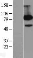 APBB1 / FE65 Protein (Over-Expression Lysate Myc-DDK (Flag))