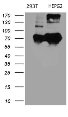 BNIPL Antibody (aa1-203, clone OTI2E8)