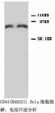 CD44 Antibody (C-Terminus, Sepharose)