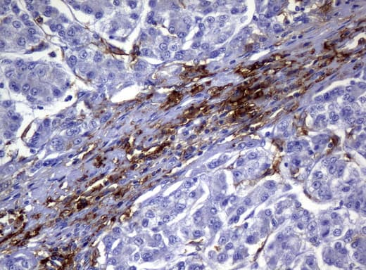 CD32A Antibody (clone UMAB59, Carrier-free)