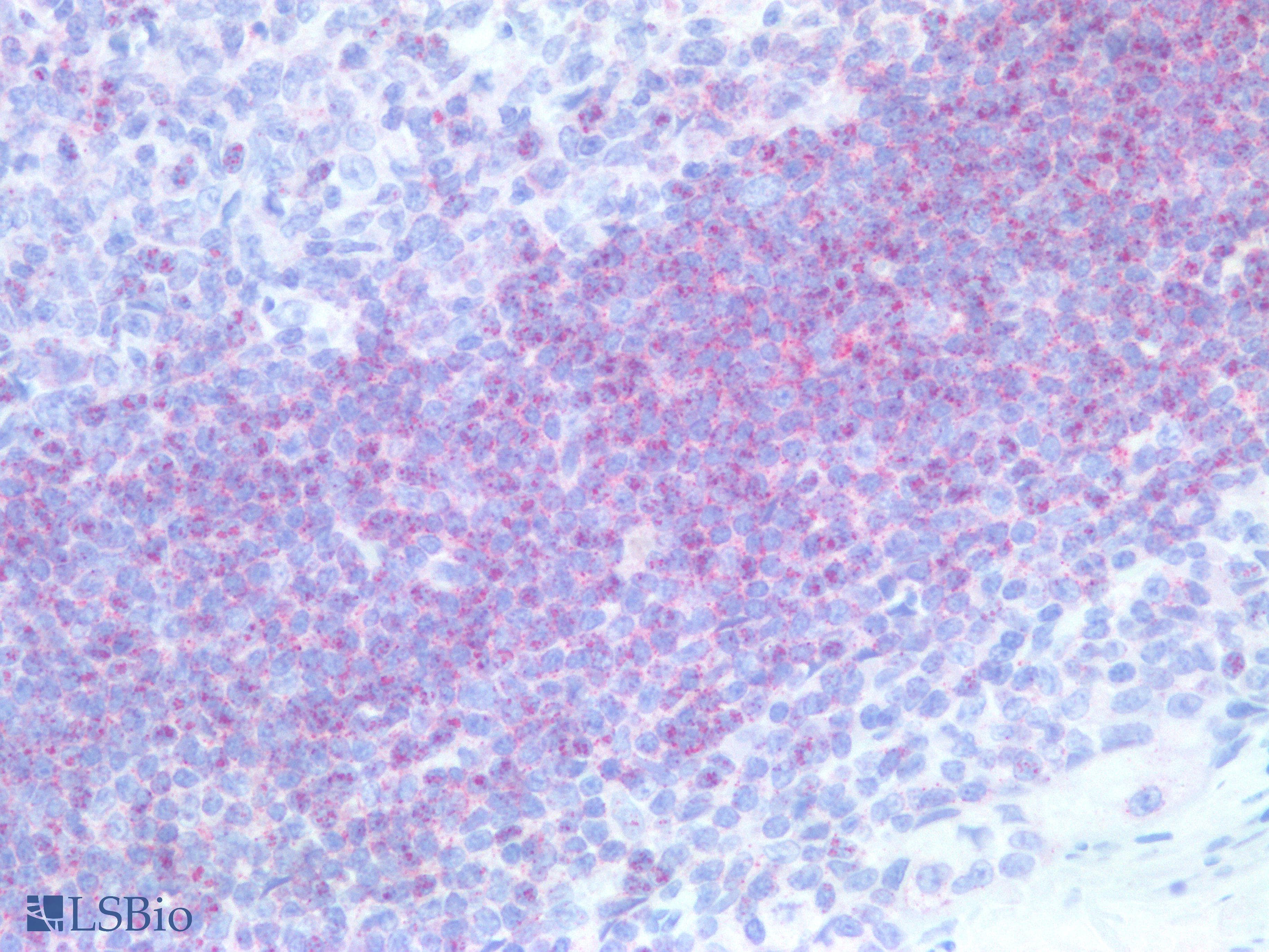 PathPlus™ BTLA / CD272 Antibody (clone 3D11)