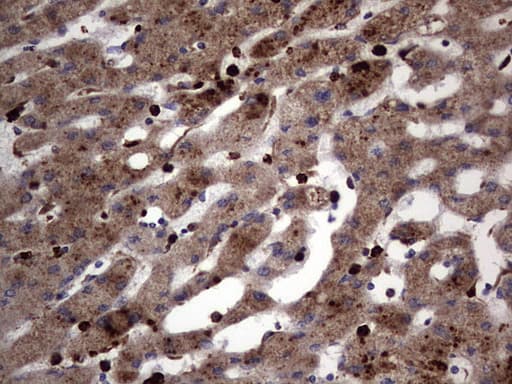Monoclonal Mouse anti-Human CD63 Antibody (clone OTI5E5, IHC, WB)